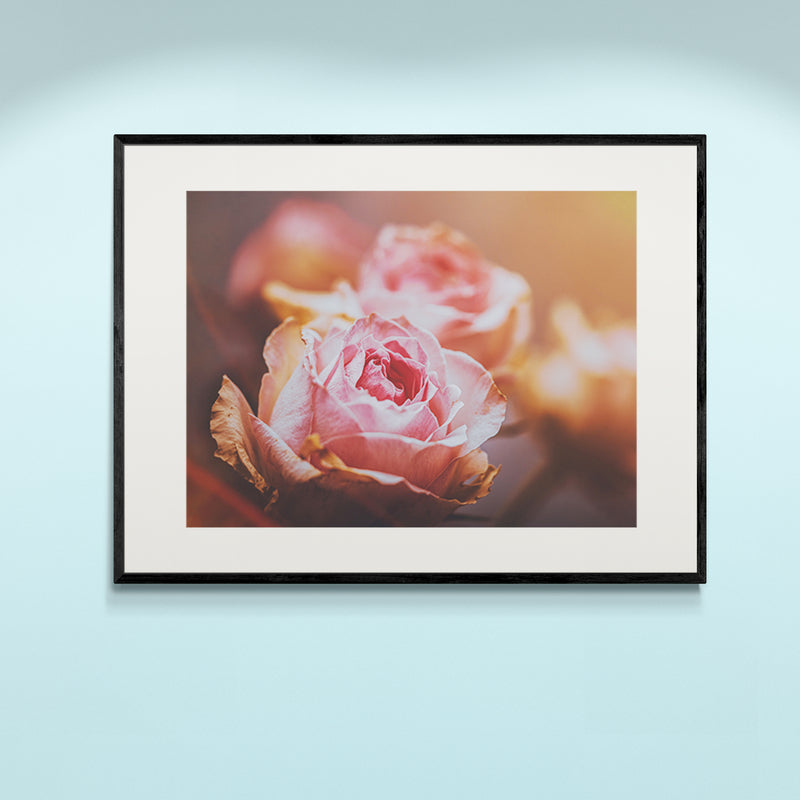 Poster in Lijst Roze Rozen