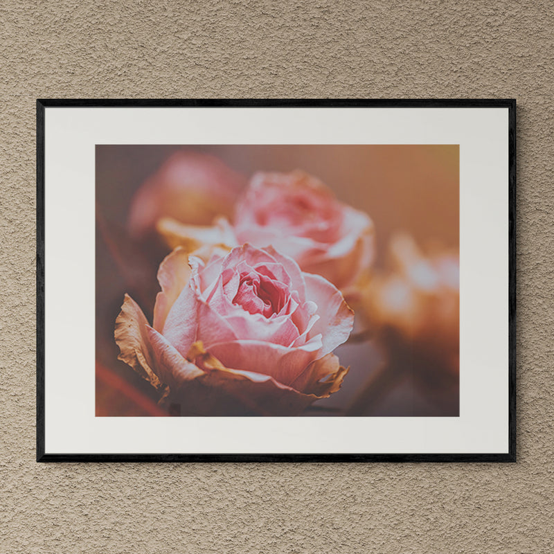 Poster in Lijst Roze Rozen