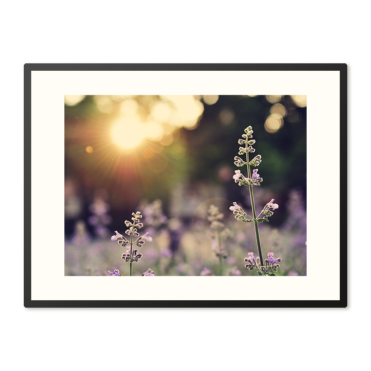 Poster in Lijst Veld van Lavendelbloemen
