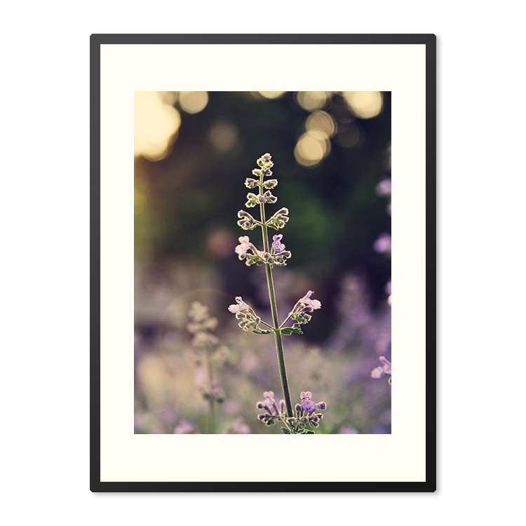 Poster in Lijst Veld van Lavendelbloemen
