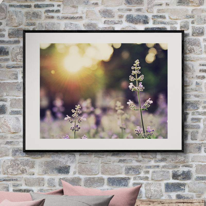 Poster in Lijst Veld van Lavendelbloemen