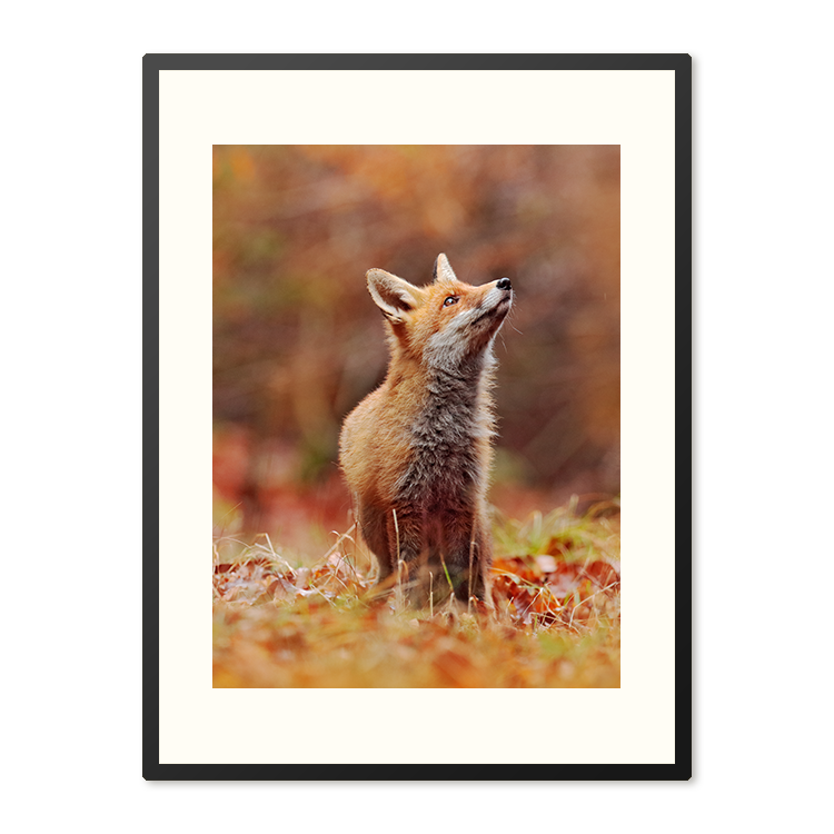 Poster in Lijst Vos in Herfstlandschap