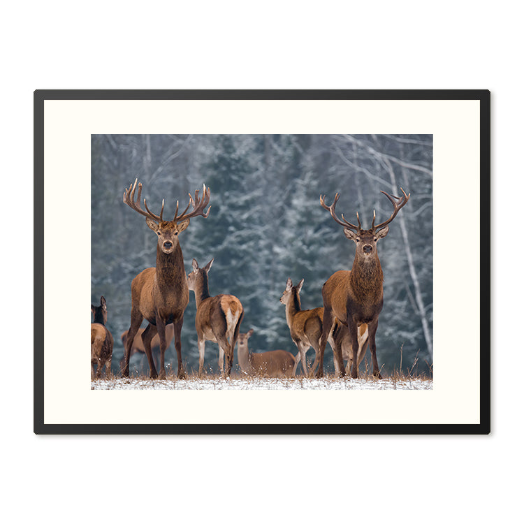 Poster in Lijst Winterlandschap met Edelherten