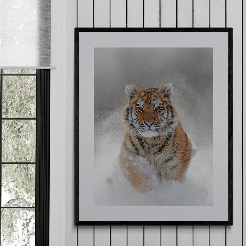 Poster in lijst Winterse Tijger