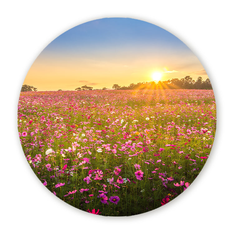 Schilderij Betoverende Bloemenveld bij Zonsondergang