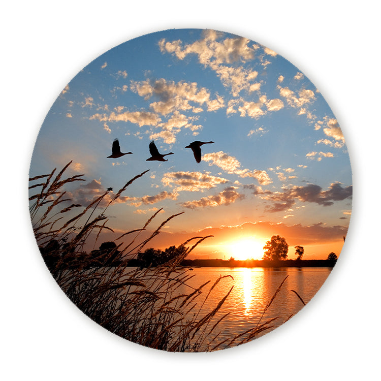 Schilderij Ganzen bij Zonsondergang