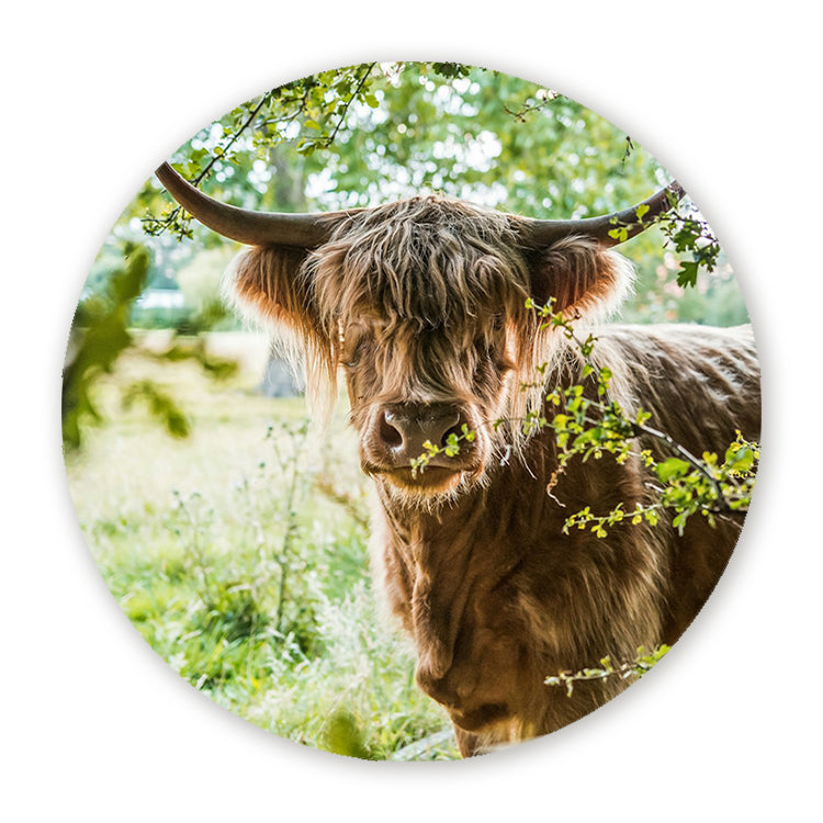 Schilderij Vredige Hooglander