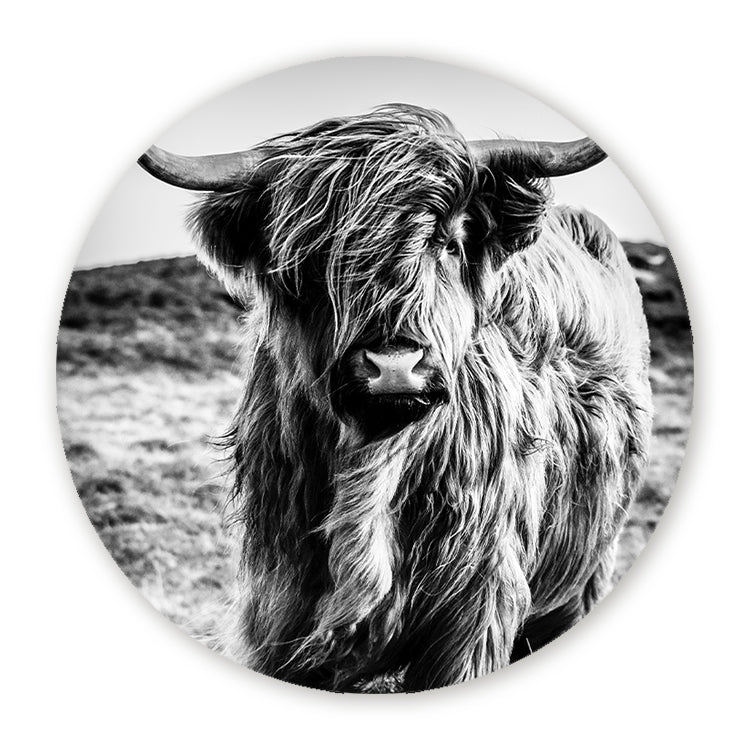 Schilderij Wild Highland Beauty - Zwart Wit
