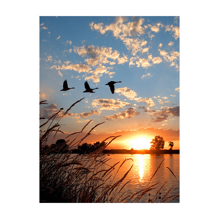 Schilderij Ganzen bij Zonsondergang