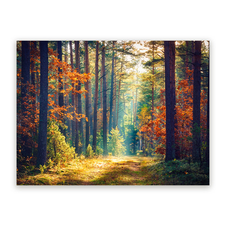 Schilderij Ochtend in Herfstbos