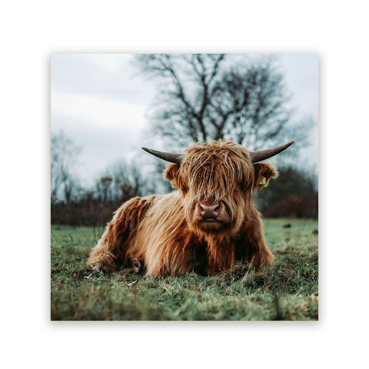 Schilderij Hooglander in Rust