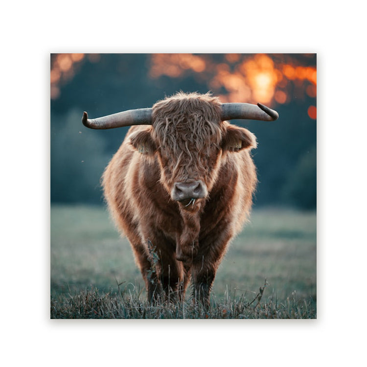 Schilderij Krachtig Grazend