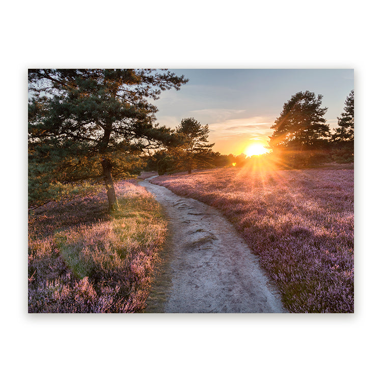 Schilderij Lüneburger Heide