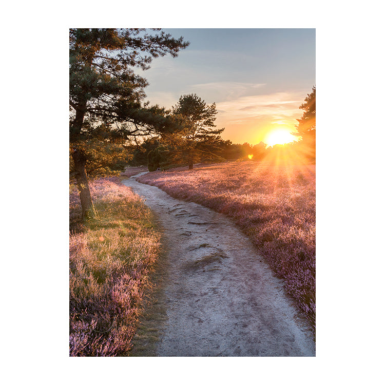 Schilderij Lüneburger Heide