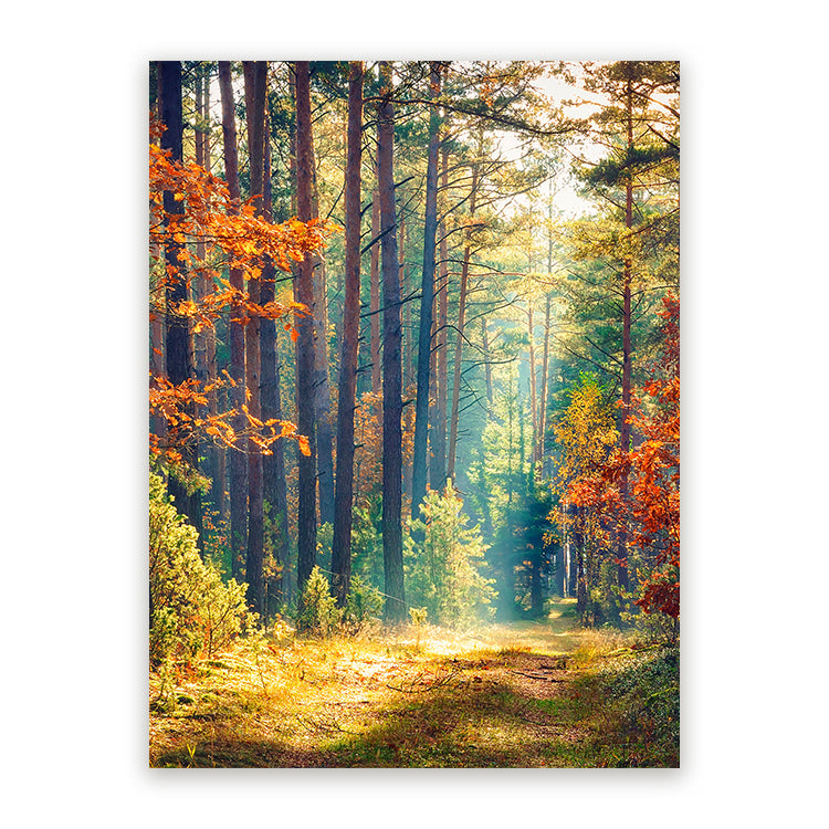 Schilderij Ochtend in Herfstbos