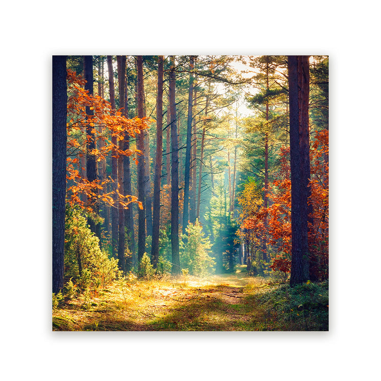 Schilderij Ochtend in Herfstbos