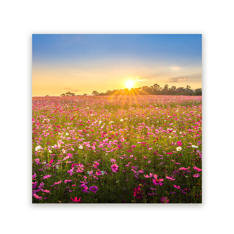 Schilderij Betoverende Bloemenveld bij Zonsondergang