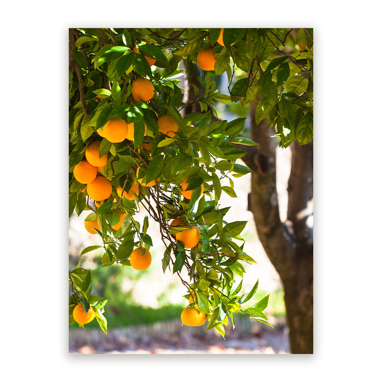 Schilderij Sinaasappelboom