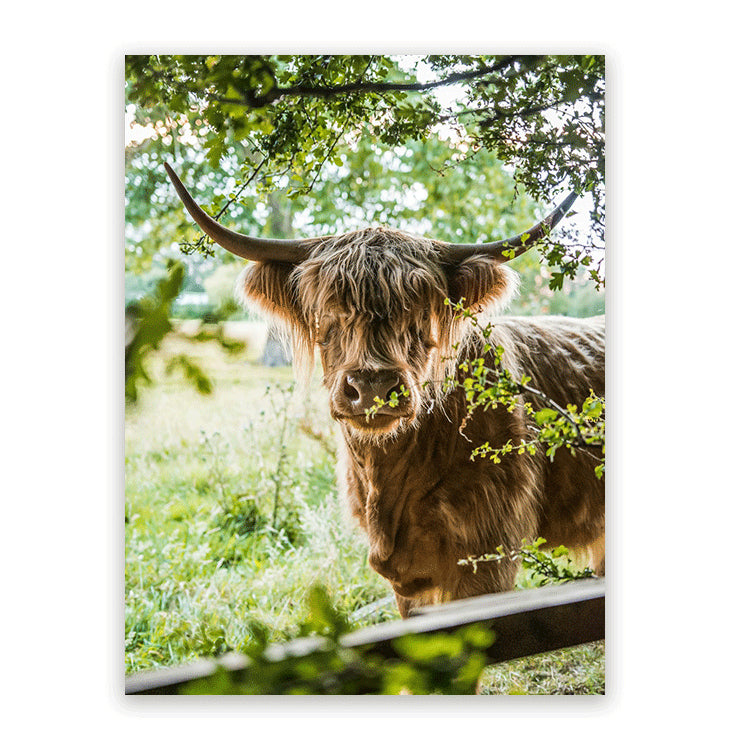 Schilderij Vredige Hooglander