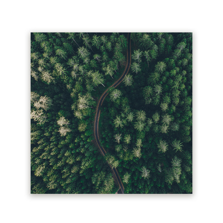 Schilderij Weg Door Het Bos Vanuit De Lucht
