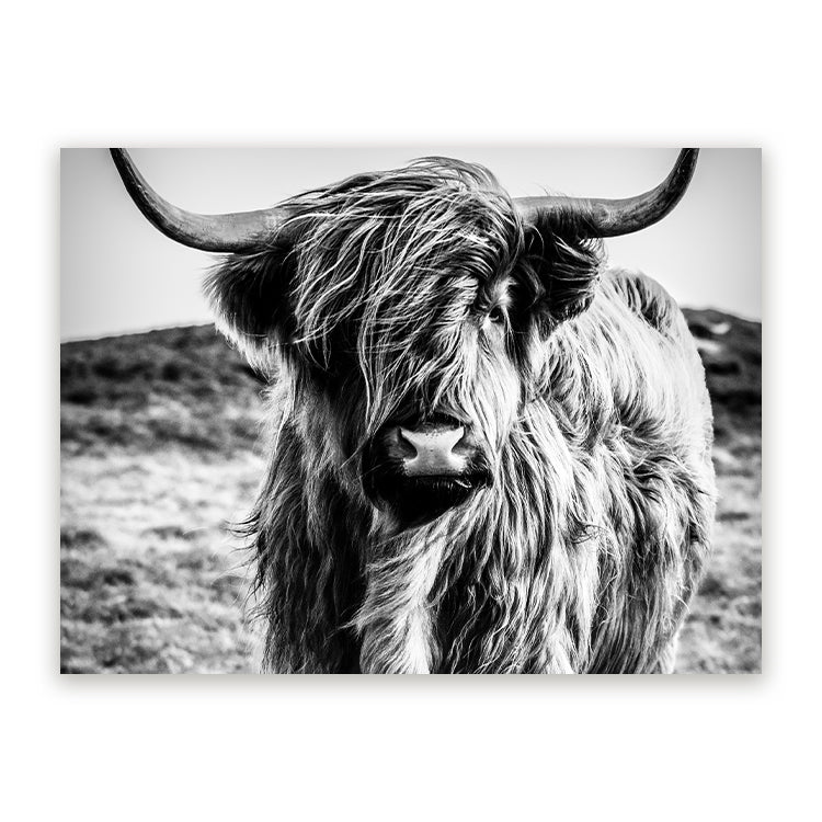 Schilderij Wild Highland Beauty - Zwart Wit