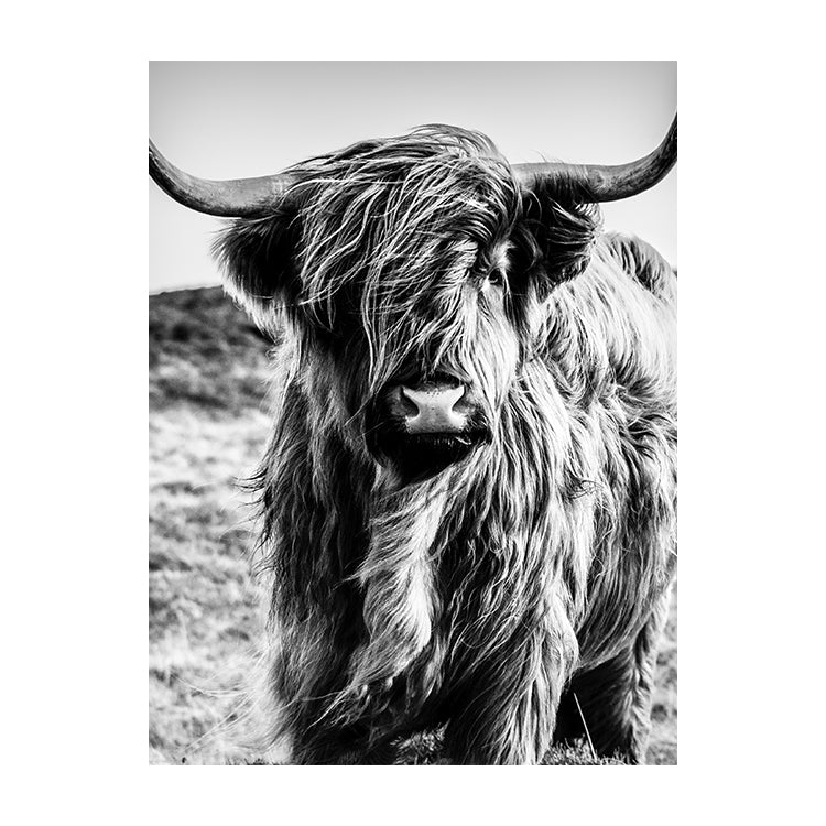 Schilderij Wild Highland Beauty - Zwart Wit