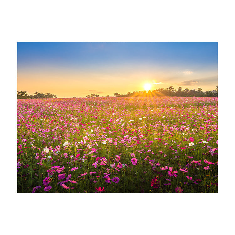 Schilderij Betoverende Bloemenveld bij Zonsondergang