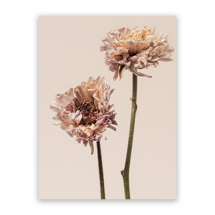 Schilderij Betoverende Chrysanten