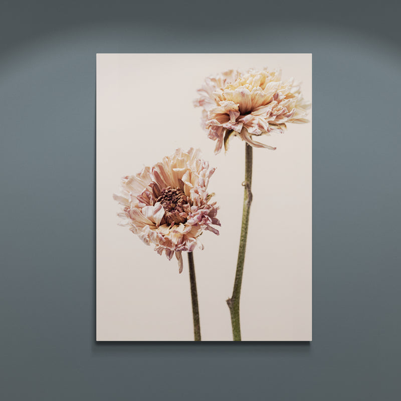 Schilderij Betoverende Chrysanten