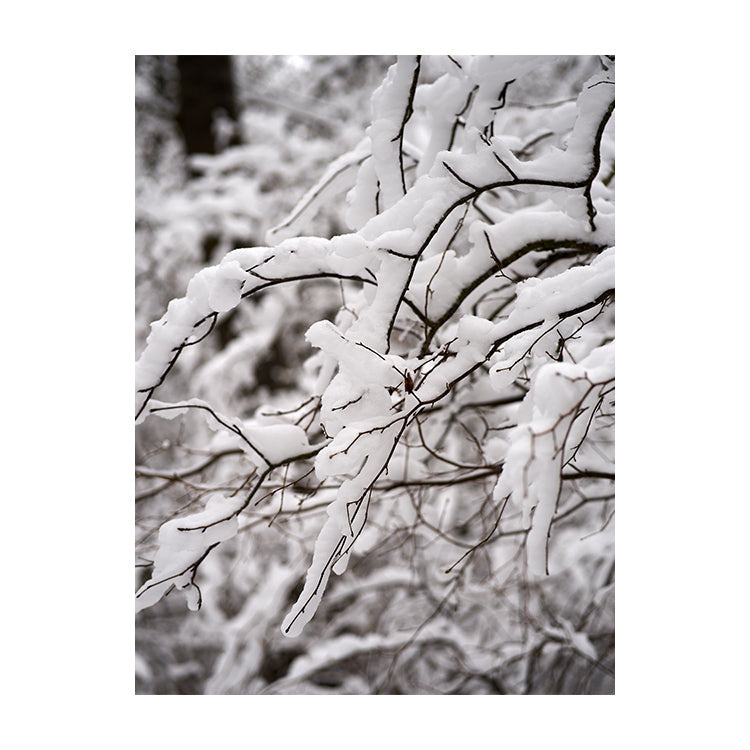 Schilderij Betoverende Winterse Takken