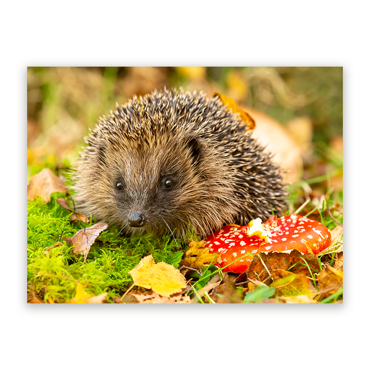 Schilderij Egel in Herfstlandschap