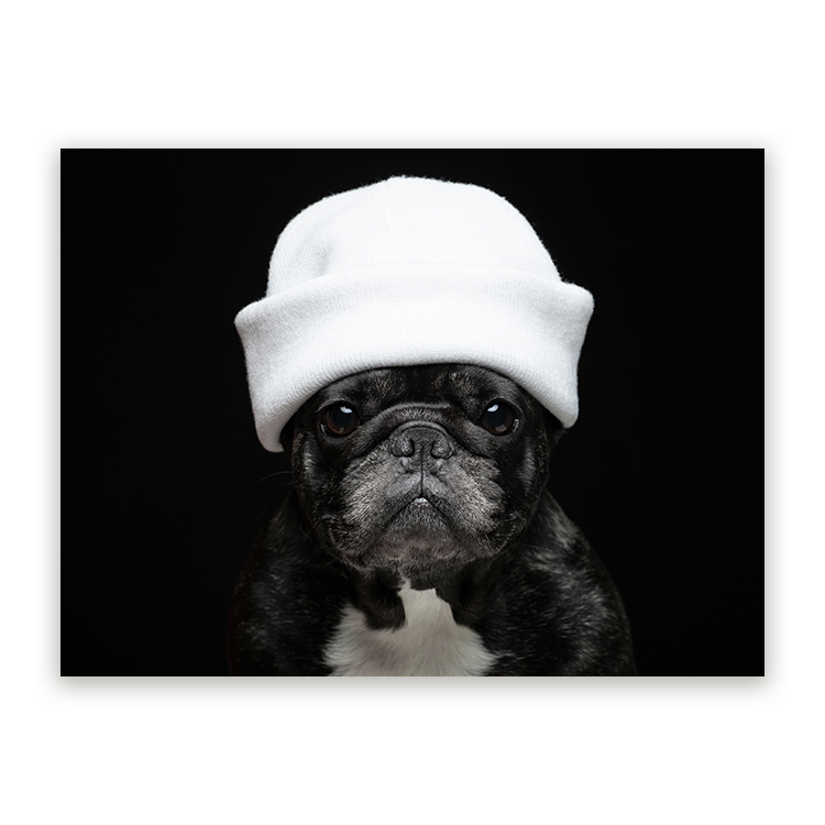 Schilderij Elegante Bulldog