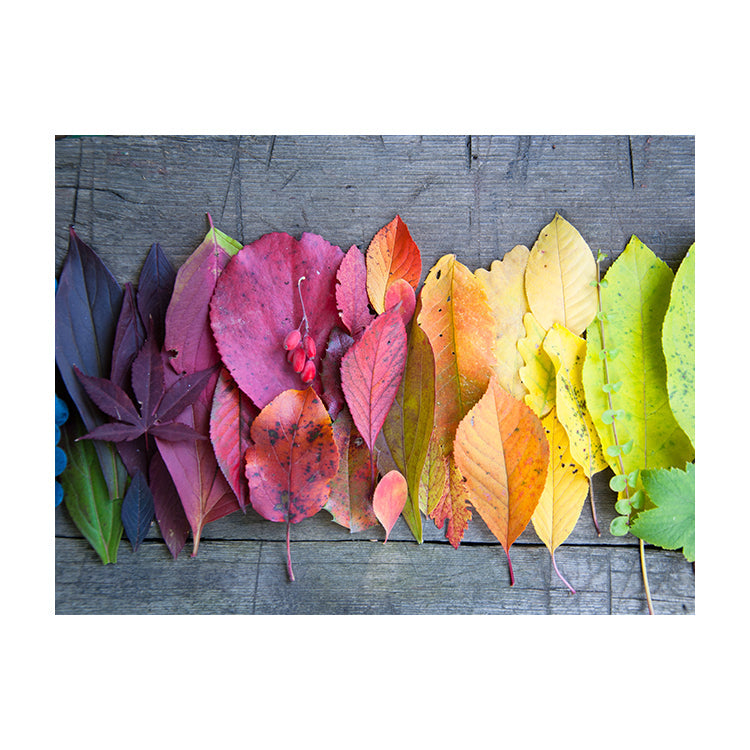 Schilderij Vurige Herfst: Bladeren & Bessen in Regenboogkleuren