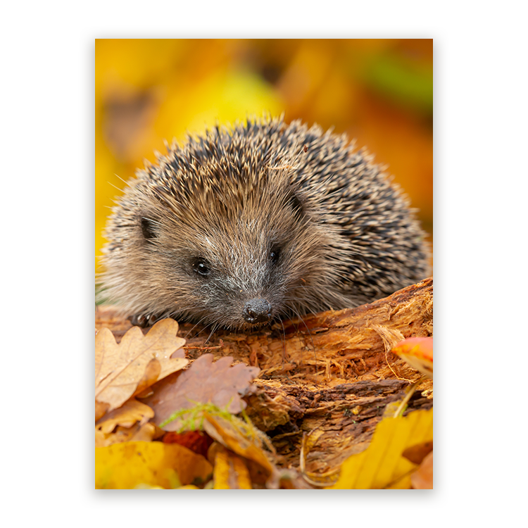 Schilderij Herfstsnuffel