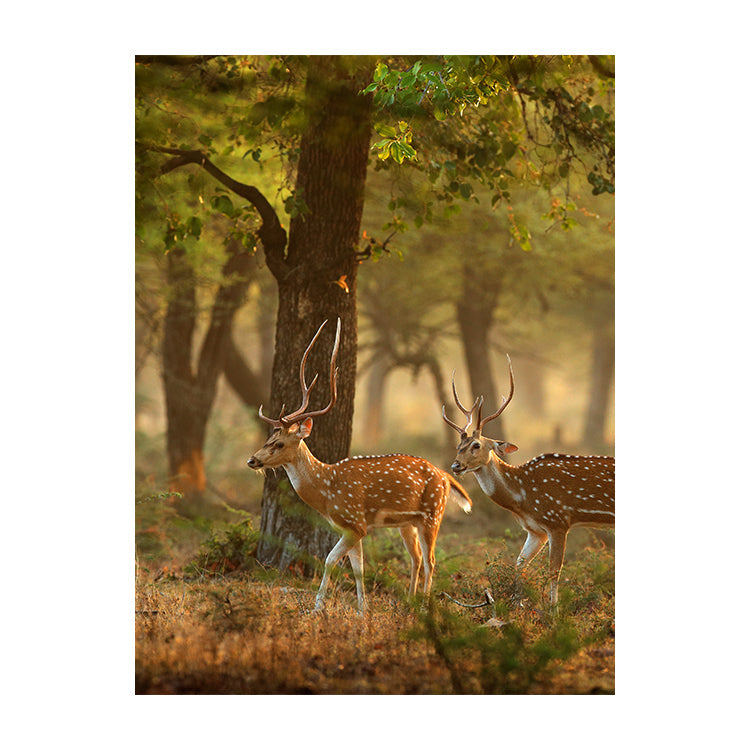 Schilderij Herten in Herfstbos