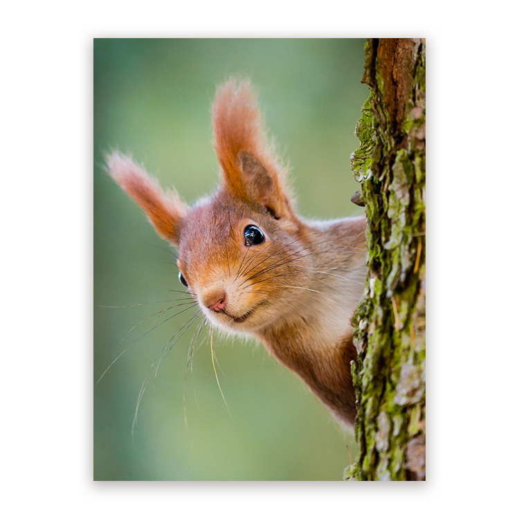 Schilderij Nieuwsgierige Rode Eekhoorn