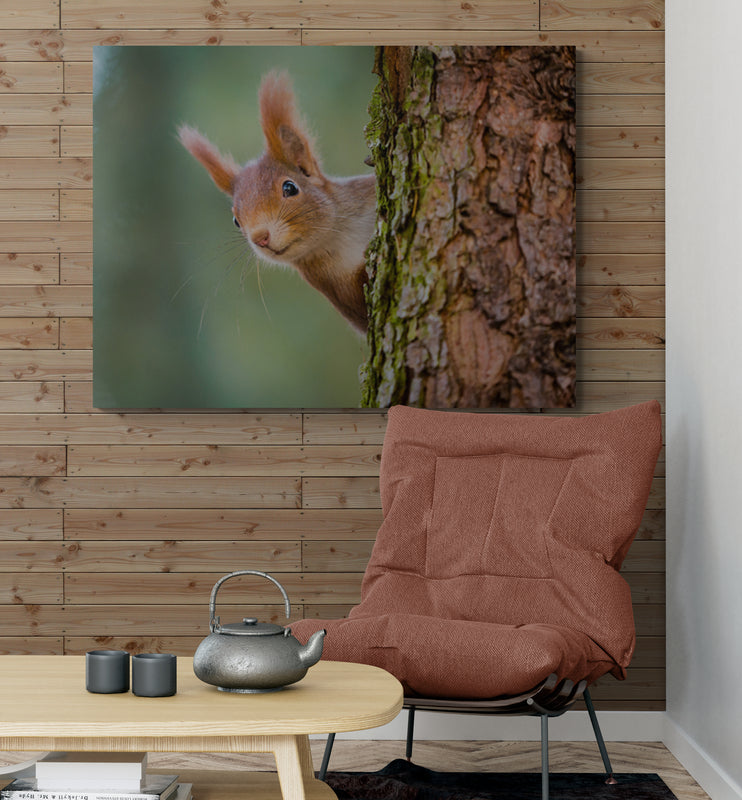 Schilderij Nieuwsgierige Rode Eekhoorn