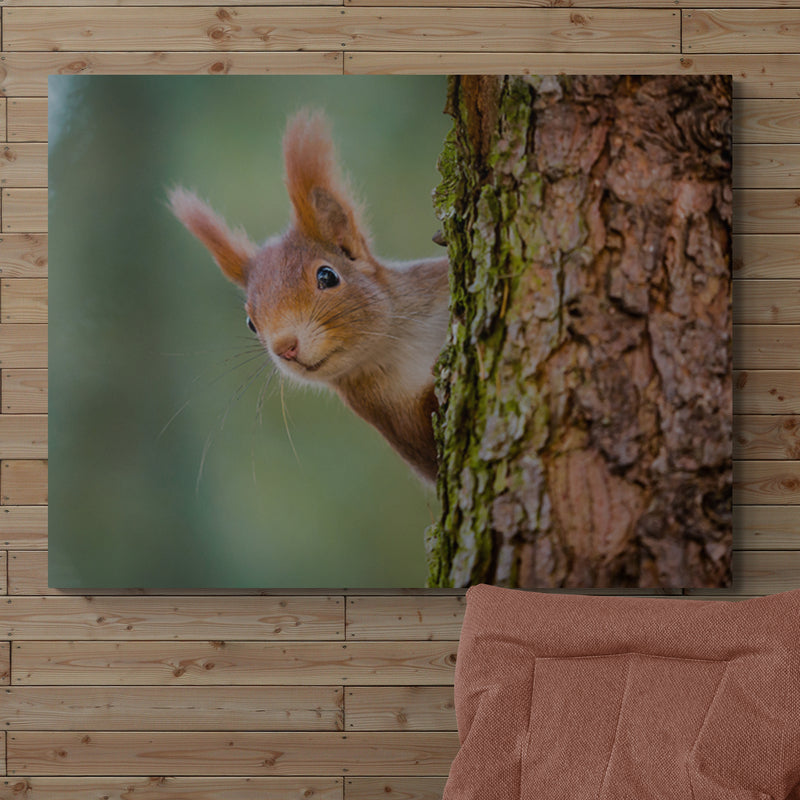 Schilderij Nieuwsgierige Rode Eekhoorn