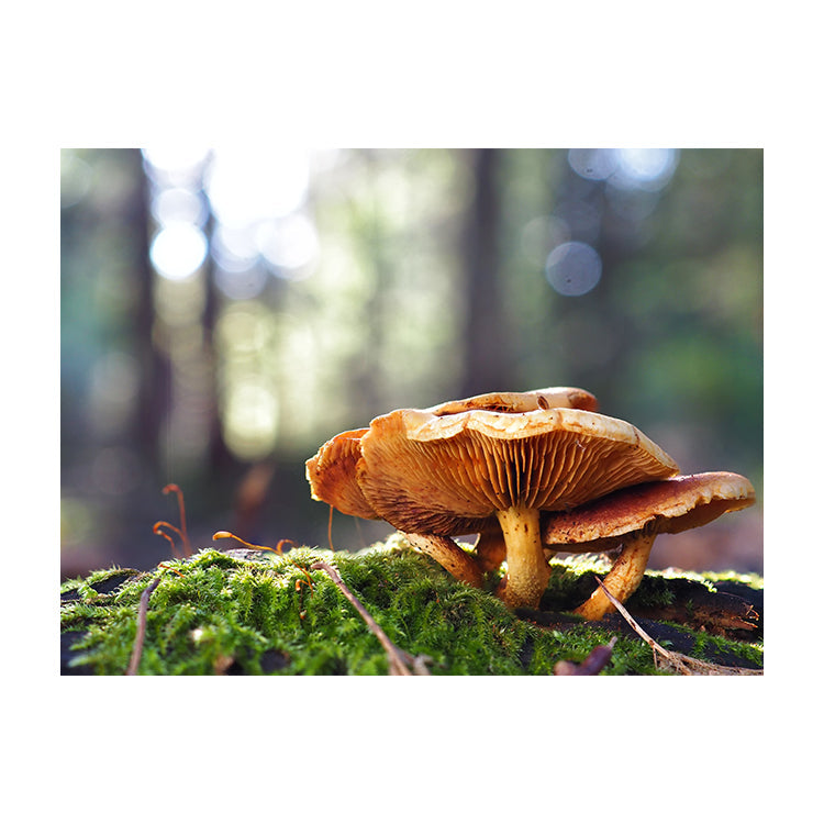 Schilderij Betoverende Bos-Paddenstoelen