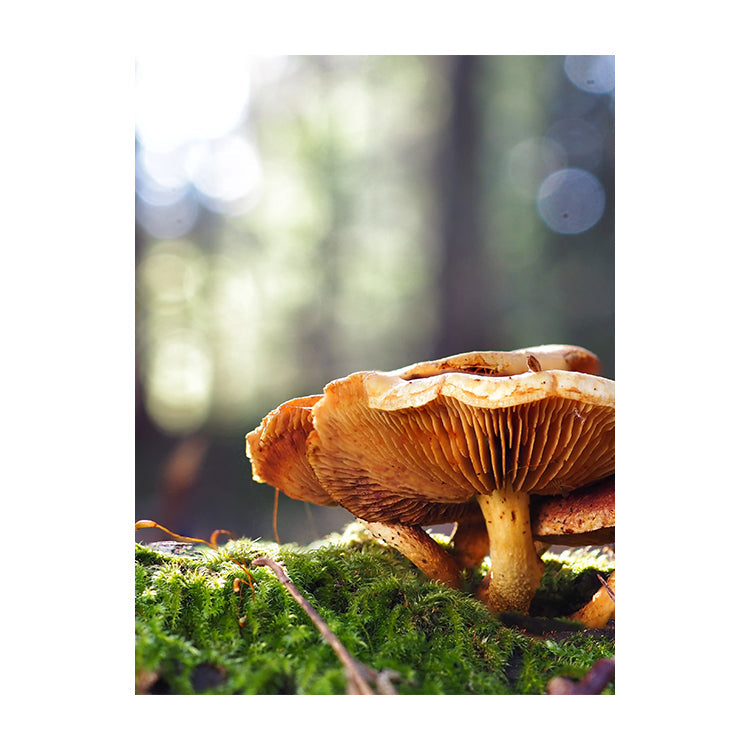 Schilderij Betoverende Bos-Paddenstoelen