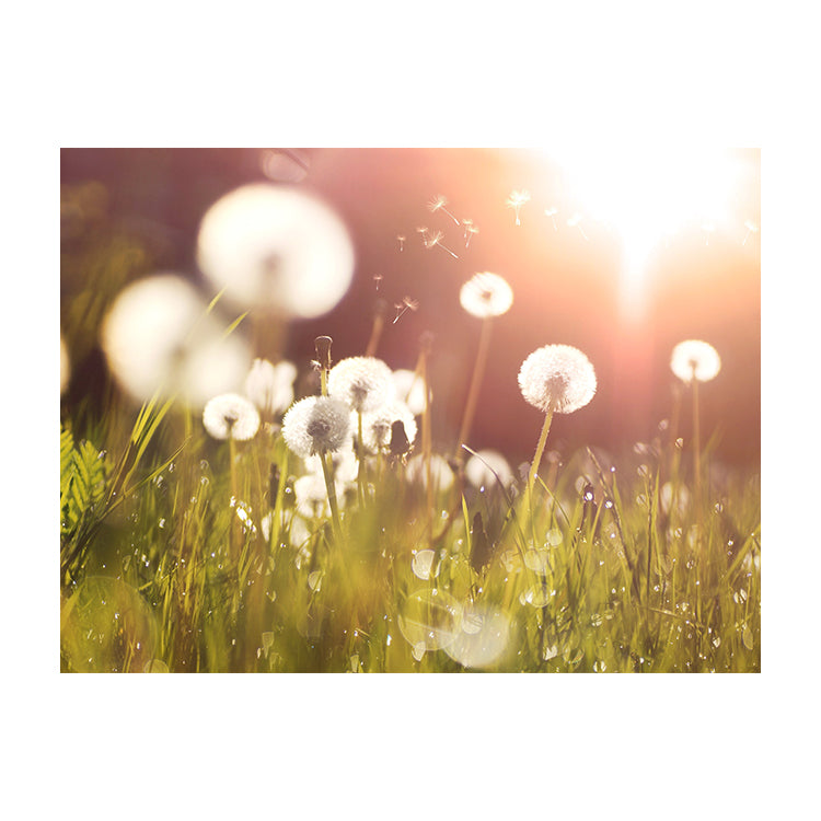 Schilderij Pluizige Paardenbloemen