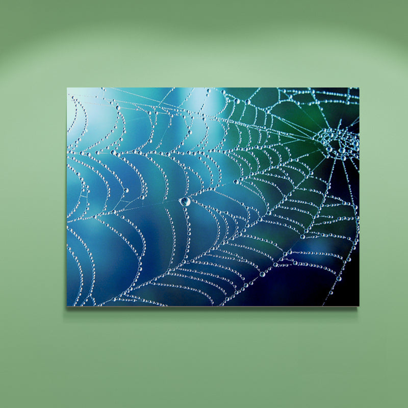 Schilderij Regenpatroon op een Spinnenweb