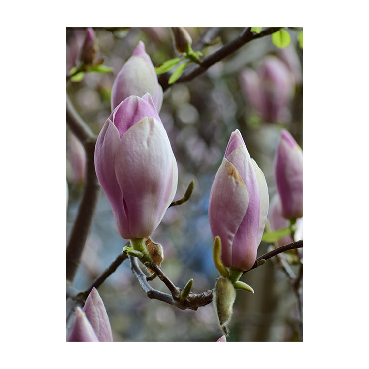Schilderij Roze Magnolia's