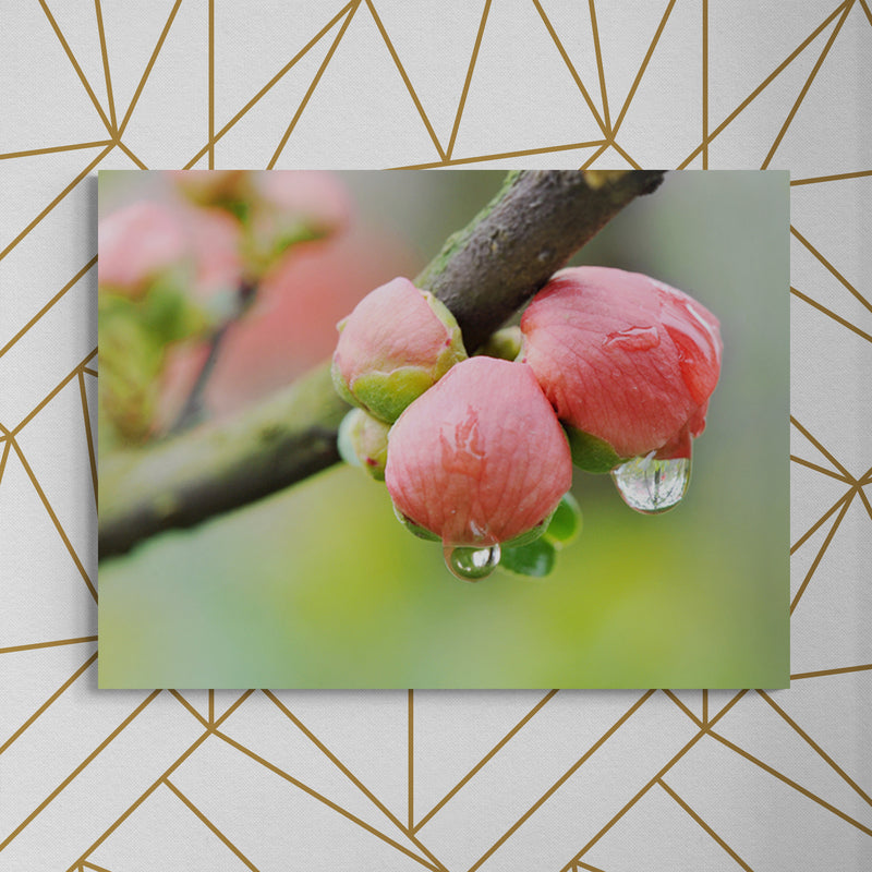 Schilderij Roze Ontluikende Bloemknoppen