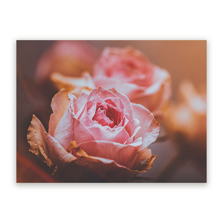 Schilderij Roze Rozen