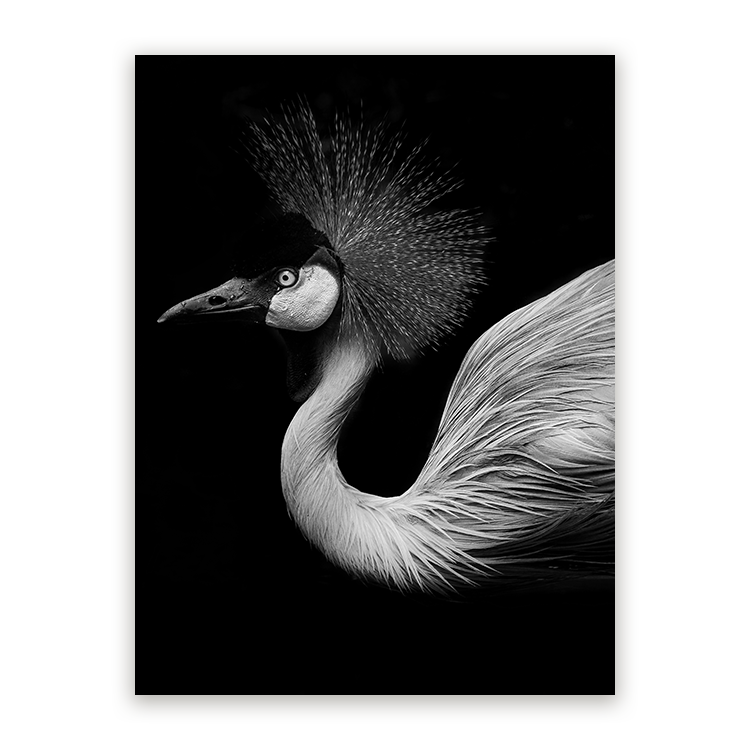 Schilderij Schaduwspel Flamingo