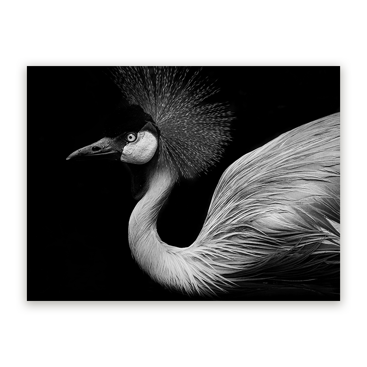 Schilderij Schaduwspel Flamingo