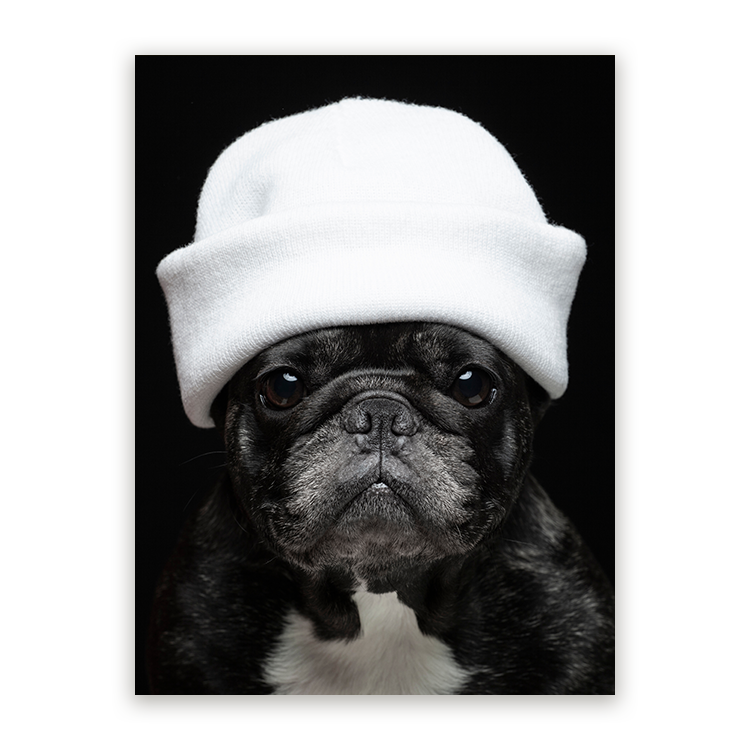 Schilderij Elegante Bulldog