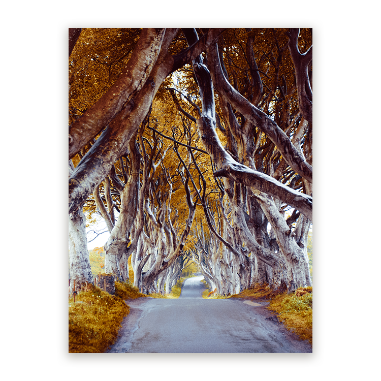 Schilderij The Dark Hedges
