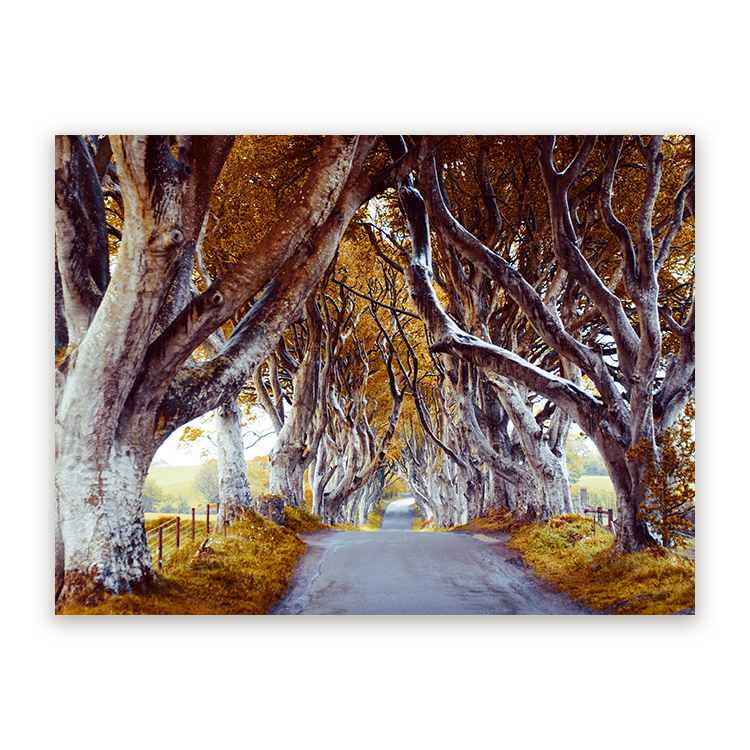 Schilderij The Dark Hedges